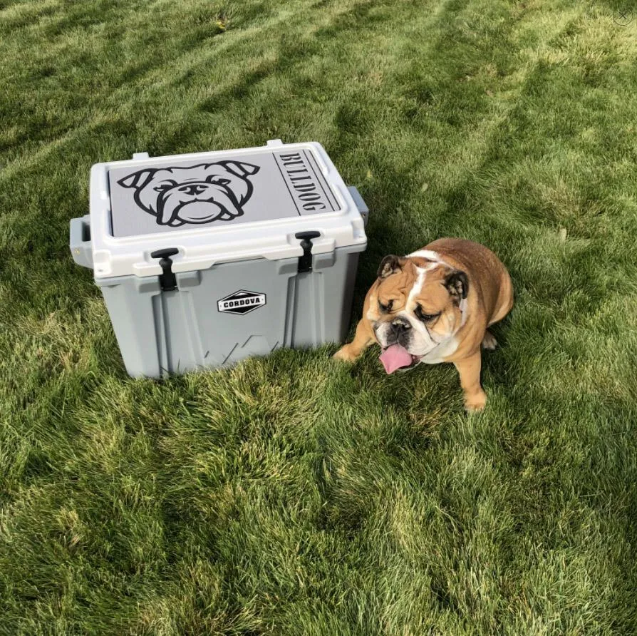 English Bulldog Name - DG/SG